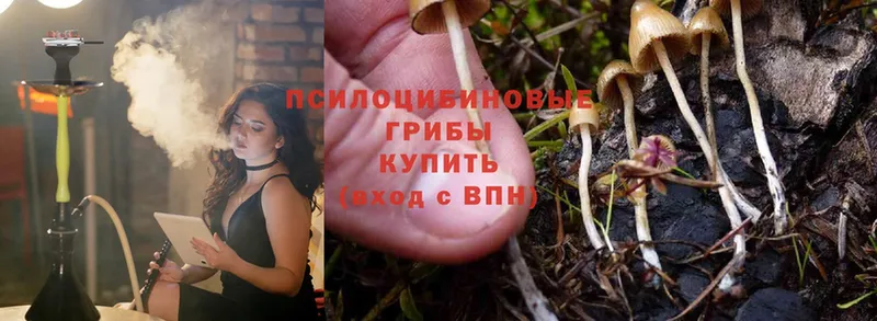 МЕГА ССЫЛКА  Воронеж  Галлюциногенные грибы Psilocybine cubensis 